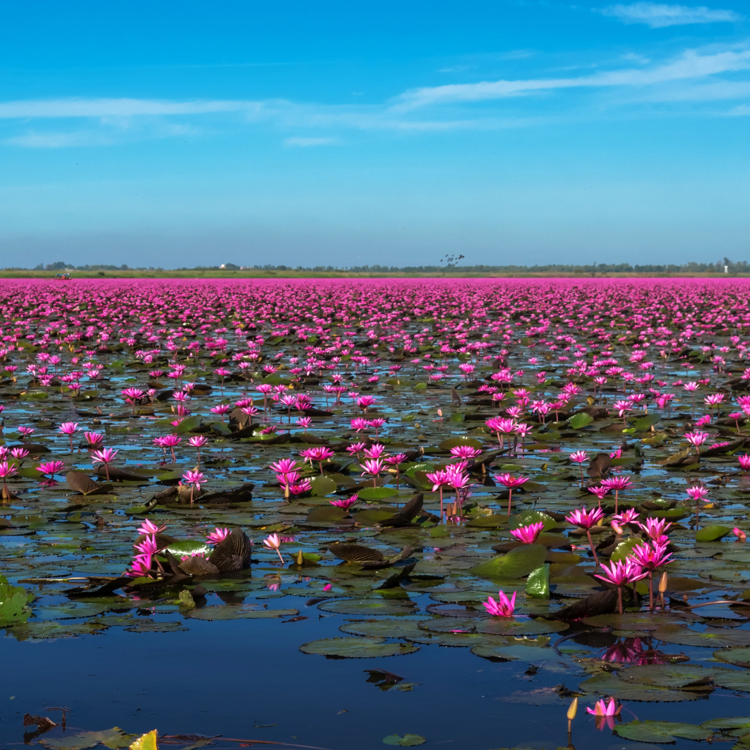 อุดรธาณี